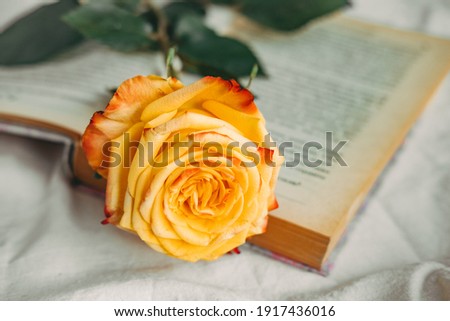yellow-red rose on the book. Old book and rose. Atmospheric frame with flowers. Reading a book in bed. Rose close-up. 