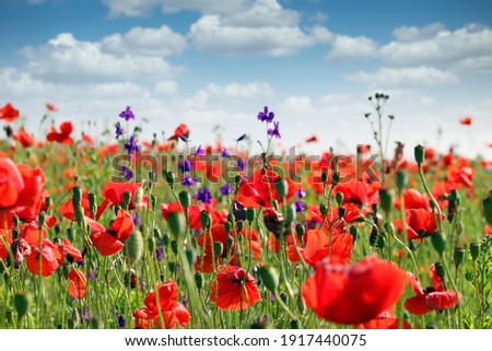 red poppies and wildflowers meadow in springtime