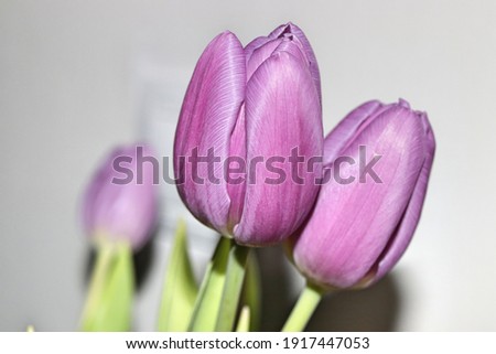 beautiful colorful tulips closeup background
