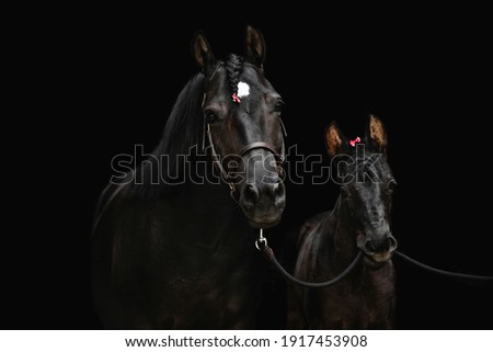 Black pony with white spot on its forehead and black foal wearing pink ribbons in front of a black studio background