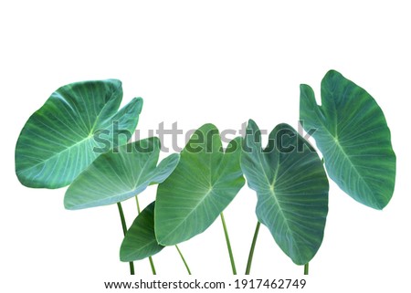 Tropical Green Leaves of Elephant Ear Plant Isolated on White Background with Clipping Path
