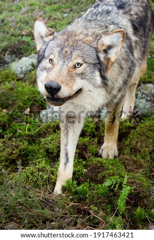 Lone wolf standing on moss and looking at photographer. Close photo of stuffed animal