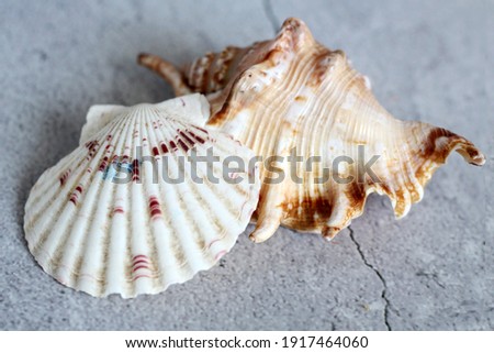 Two seashells on a gray background, so close object