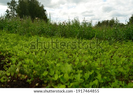 Ground cover plants. Photo of clover