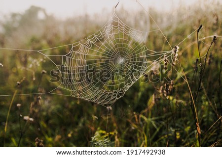Sprider web. Sunrise in the field covered fogs.  Close up fragile spider web with water drops.
