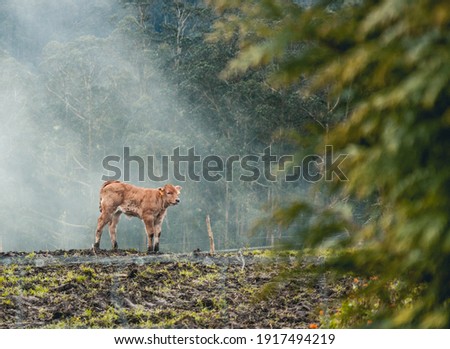 small calf alone in the field
