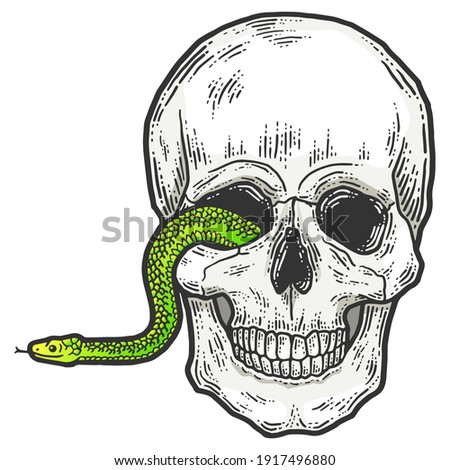 A snake crawls out of the eye of a human skull.