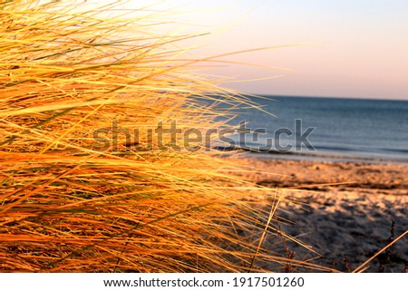 reed at a beach in denmark