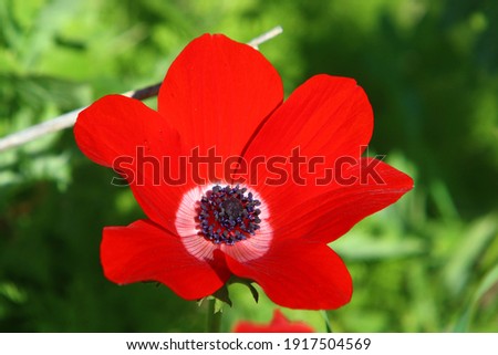 poppy anemone blooms in February in a city park in Israel