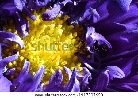Purple and Yellow Spring time Flower Closeup