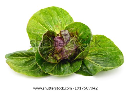 One head of lettuce with leaves isolated on a white background.