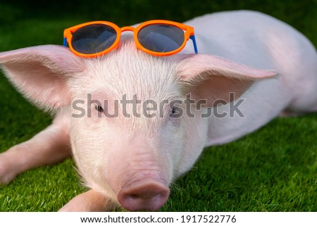 Domestic pig in orange glasses