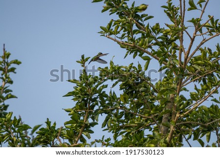 A hummingbird flying by green branches of a tree