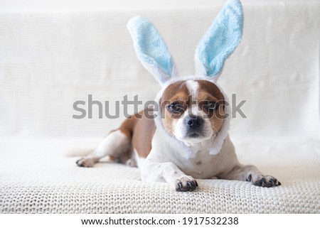 Small chihuahua dog wearing bunny ears. easter