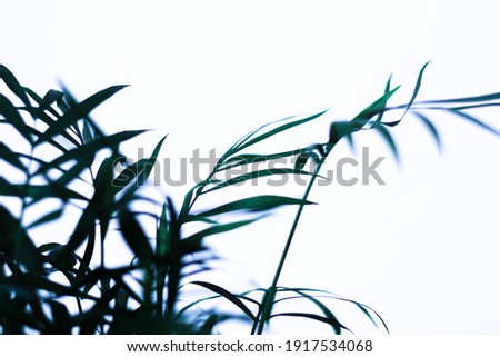 A fresh green foliage on white background - perfect for an interior. dark green leaves house plant