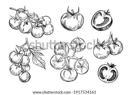 Tomato sketch. Line art. Set  illustrations. Black vector outline on transparent background Royalty-Free Stock Photo #1917534161