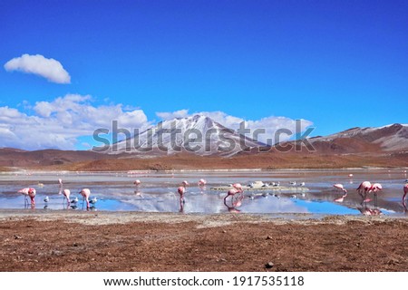 Flamingos in Lagoon in Salt Flats, Bolivia. Salar de Uyuni flamingos. Bolivia. Royalty-Free Stock Photo #1917535118