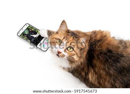 Cat using online dating app on mobile phone. Top view of female cat swiping and liking male profiles with paw. Mockup screen. Concept for pets using technology, or animals imitating humans. Royalty-Free Stock Photo #1917541673