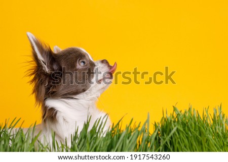 Portraite of cute puppy chihuahua. Little smiling dog on bright trendy yellow background. Free space for text. Dog on green grass.