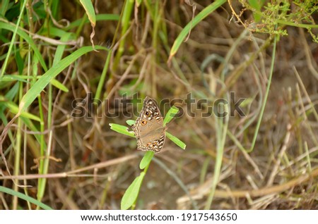 A small beautiful butterfly with brown wings on a grass