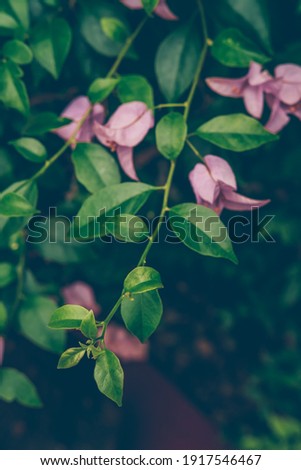 Bougainvillea tree bunch with violet flowers. Nature, beauty, exotic plant, vacation concept. Vertical toned image, place for text