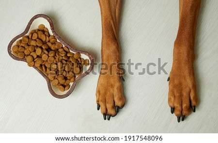 Top view of dog paws and food bowl with kibble. Royalty-Free Stock Photo #1917548096