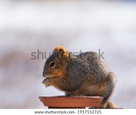 Squirrel nibbles while sitting on edge of terracotta bowl. Grey squirrel on a grey fence in a clay bowl.  Grey fence with tan bokeh background. 