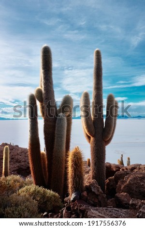 Cactus on Incahuasi Island, Uyuni Salt Flats, Bolivia.	 Royalty-Free Stock Photo #1917556376