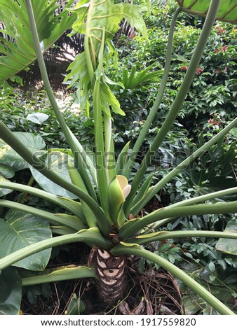 A monstera deliciosa plant growing in a garden in Rwanda, Africa 