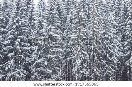 Picture of snow covered Christmas Tree. Winter trees in mountains covered with fresh snow on a cloudy day