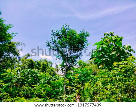 green trees under the blue sky.selective focus