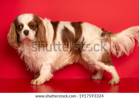 Cavalier king Charles spaniel, a beautiful red dog.