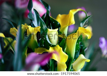 Beautiful yellow and pink Calla Lilies, Zantedeschia aethiopica; growing closely together. Selective focus with blurred background.