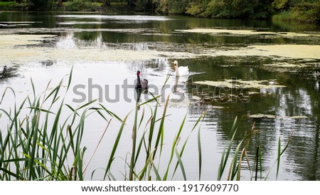 A different but beautiful couple of black and white swans swimming together in the same direction, conceptual image of the love of colour and interracial relationship 