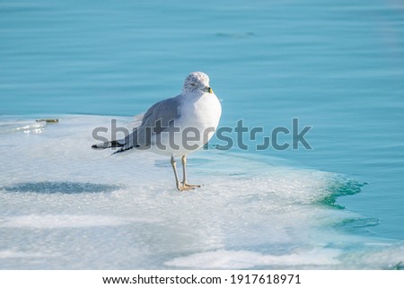 seagull on the frozen lake stands on ice on a sunny day