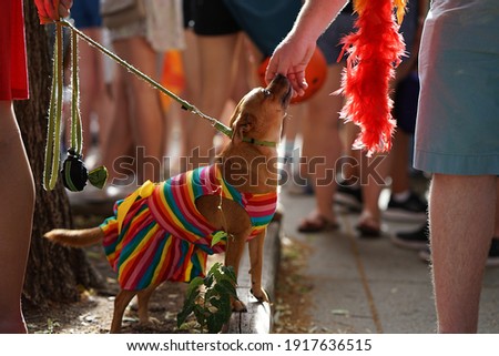 Portrait of a cute little dog with gay flag during gay pride (Washington, DC - USA - June 8, 2019). Somebody is petting the puppy. 