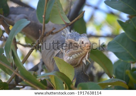 a gray iguana from Guadeloupe