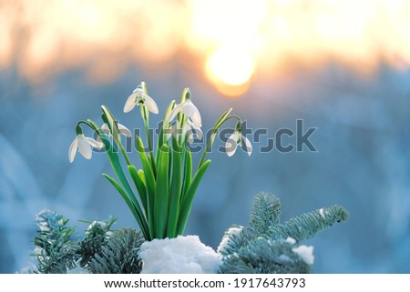 spring nature background. Blossom white snowdrop flowers in snow, abstract natural backdrop. Beautiful gentle spring symbol. early spring season concept Royalty-Free Stock Photo #1917643793