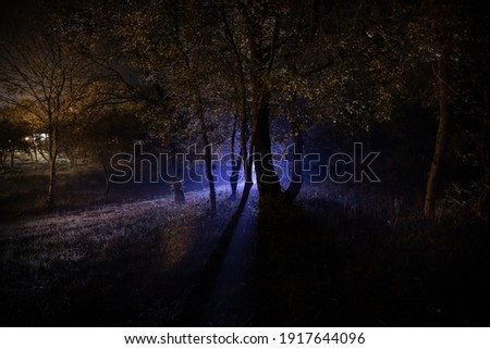 Dark night in forest at fog time. Surreal night forest scene. Horror halloween concept. Magical lights sparkling in mysterious forest at night. Long exposure shot