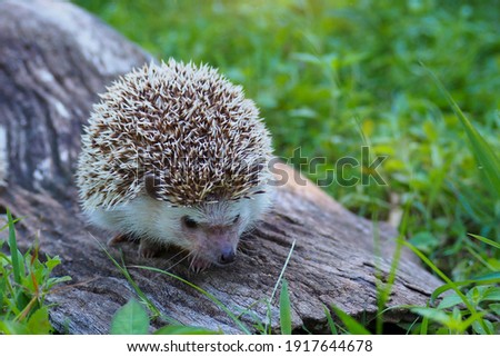 Asian hedgehog with the soft light of the young sun in the morning., Dwraf hedgehog on stump, Young hedgehog on timber wiith eye contact