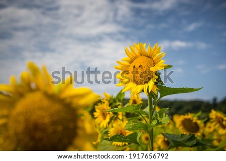 Sunflower Friends
