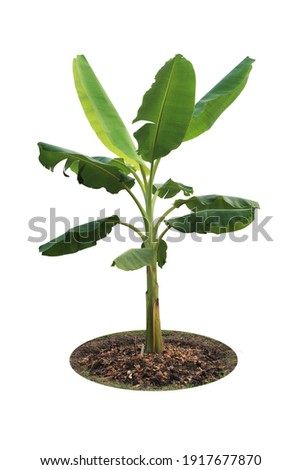 Green banana tree picture on a white background with clipping path.