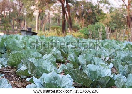 Organic green leafy vegetable plot