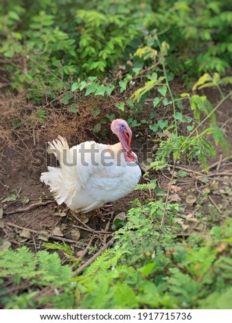 Old white turkey With a bright red lip Wandering in the overgrown grass along the road.
