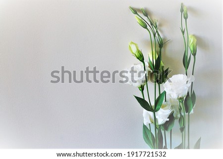 Beautiful white flowers on the white background