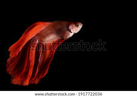Red siamese fighting fish with rose tail in dark background