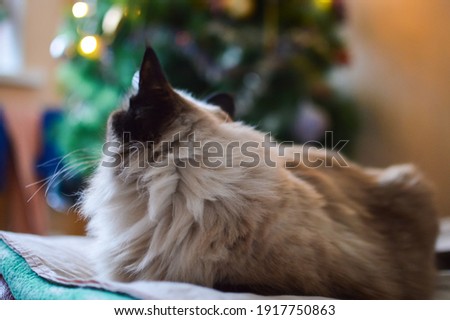 Balinese cat is lying on the sofa near the blurred Christmas tree with decorations and shiny garlands