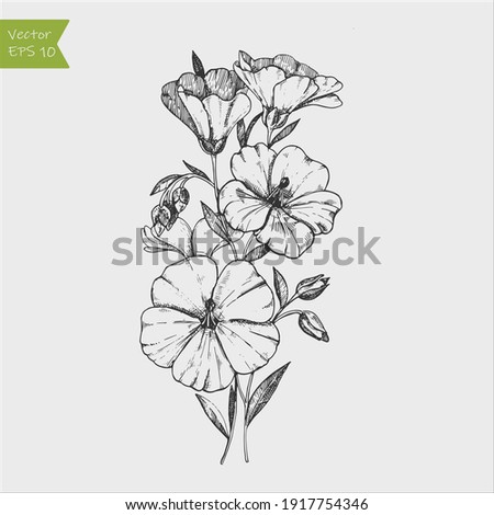 Flax flower and seed vector superfood drawing. Isolated hand drawn illustration on white background. Royalty-Free Stock Photo #1917754346