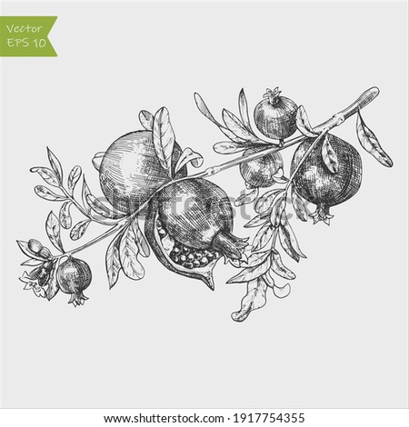 Pomegranate fruit, berry.Vector vintage fruits. Organic nutrition healthy food. Engraved hand drawn retro style. Royalty-Free Stock Photo #1917754355