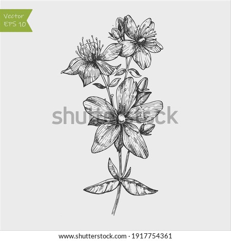 Tutsan plant background. Vector St. John's wort leaves and flowers illustration. Hand drawn Hypericum perforatum branch sketch. Officinalis, medicinal, cosmetic herb logo. Royalty-Free Stock Photo #1917754361